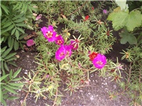 31793ea9-Picture 007.jpg